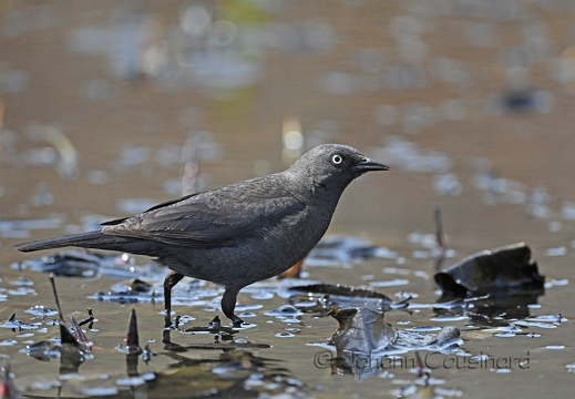 Quiscale rouilleux - Euphagus carolinus