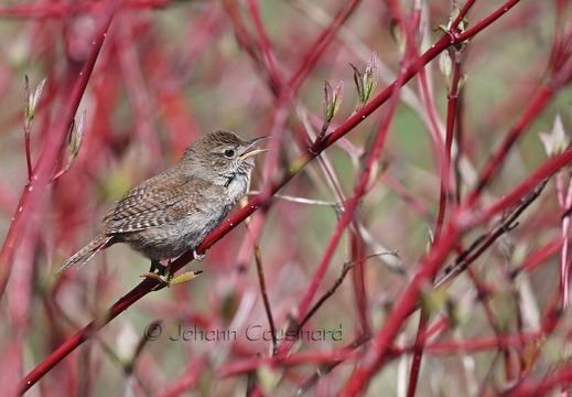 Troglodyte familier - Troglodytes aedon