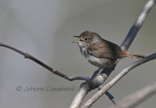 Troglodyte familier - Troglodytes aedon