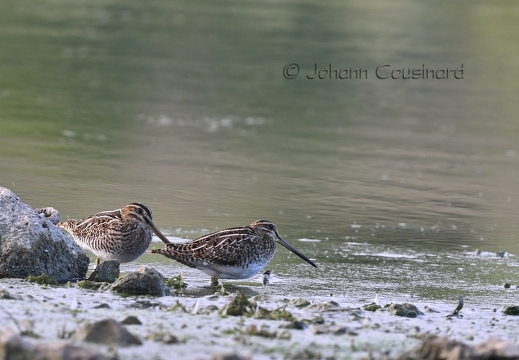 Bécassine des marais - Gallinago gallinago