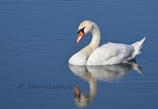 Cygne tuberculé - Cygnus olor