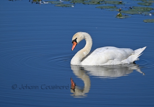 Cygne tuberculé - Cygnus olor