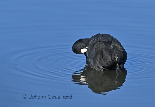Foulque macroule - Fulica atra