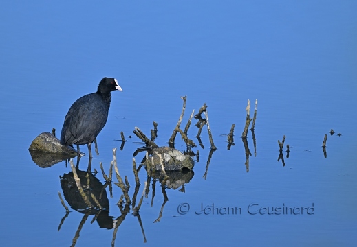 Foulque macroule - Fulica atra