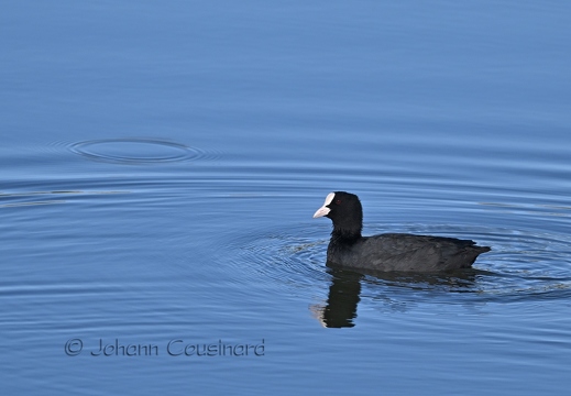 Foulque macroule - Fulica atra