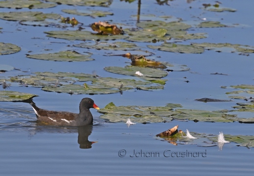 Gallinule poule d'eau - Gallinula chloropus