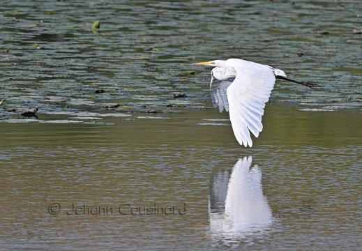 Grande aigrette - Ardea alba