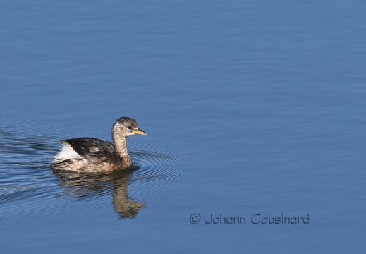 Grèbe castagneux - Tachybaptus ruficollis