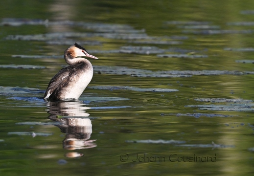Grèbe huppé - Podiceps cristatus