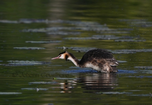 Grèbe huppé - Podiceps cristatus