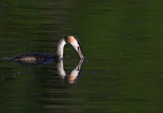 Grèbe huppé - Podiceps cristatus
