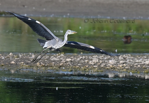 Héron cendré - Ardea cinerea