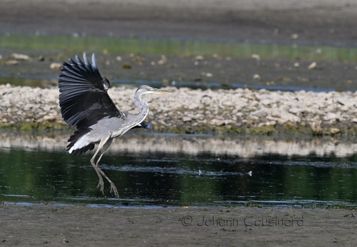 Héron cendré - Ardea cinerea