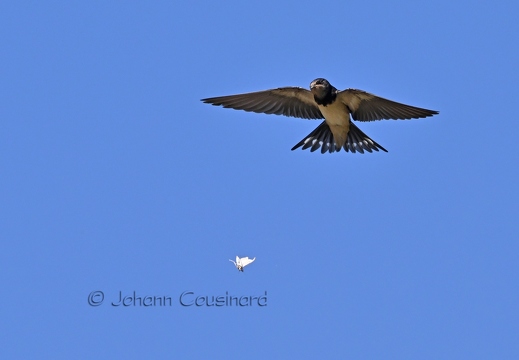 Hirondelle rustique - Hirundo rustica