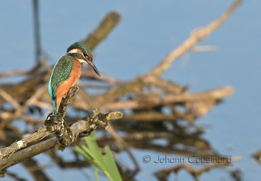 Martin-pêcheur d'Europe - Alcedo atthis