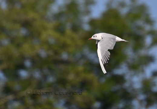 Mouette rieuse - Larus ridibundus