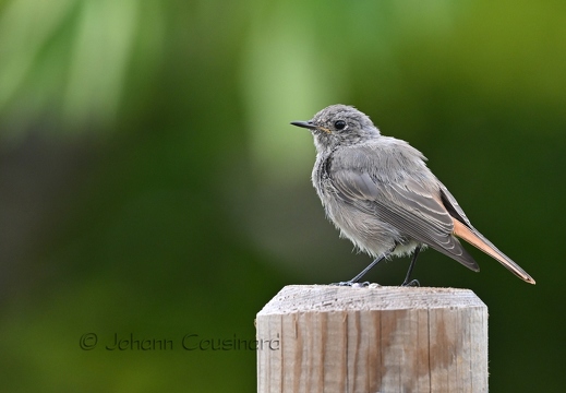 Rougequeue noir - Phoenicurus ochruros