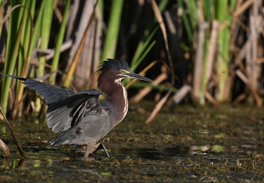 Héron vert - Butorides virescens