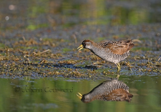 Marouette de Caroline - Porzana carolina