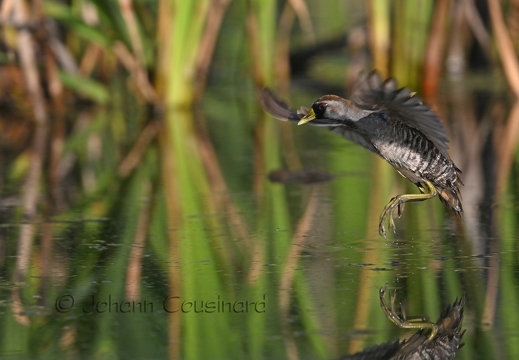 Marouette de Caroline - Porzana carolina