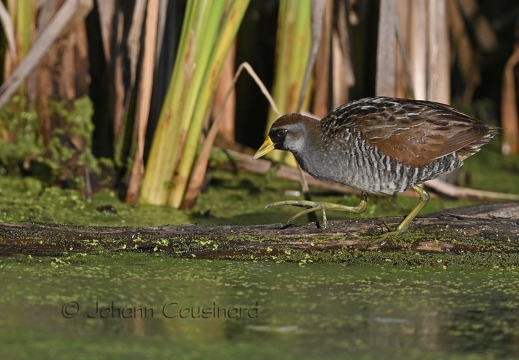 Marouette de Caroline - Porzana carolina