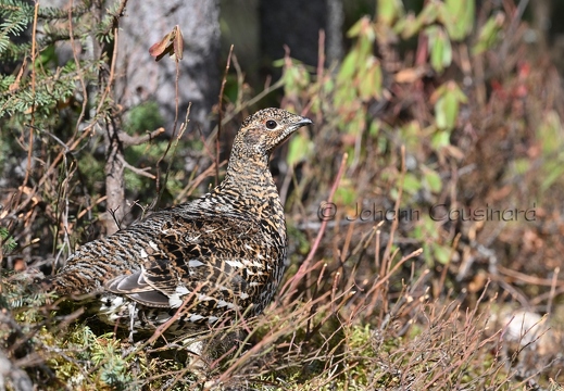 Tétras du Canada - Canachites canadensis
