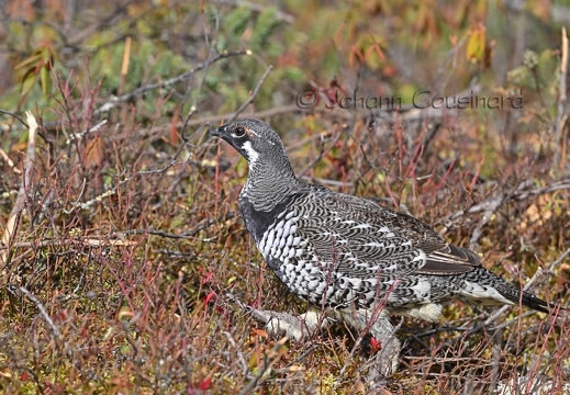 Tétras du Canada - Canachites canadensis