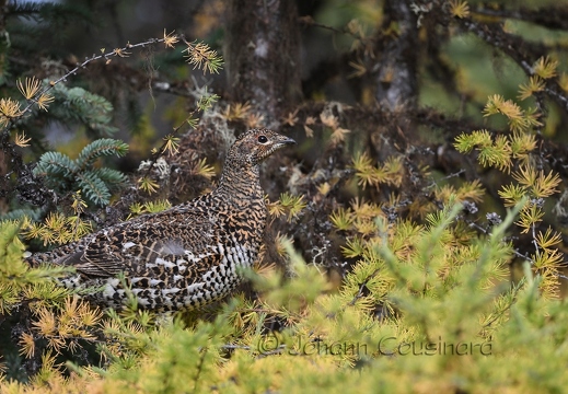 Tétras du Canada - Canachites canadensis
