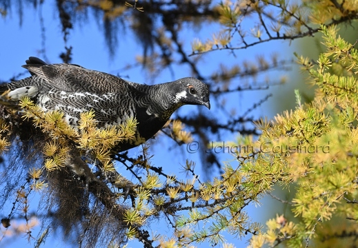 Tétras du Canada - Canachites canadensis