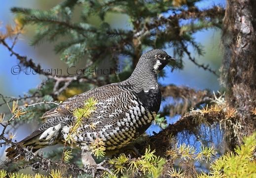 Tétras du Canada - Canachites canadensis