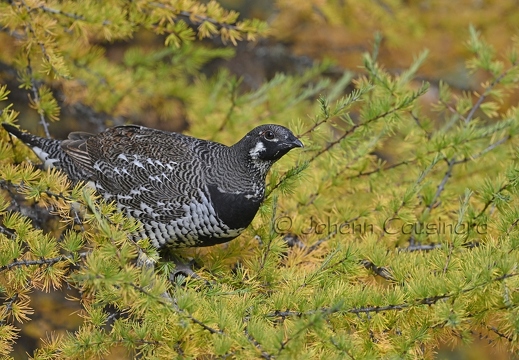 Tétras du Canada - Canachites canadensis
