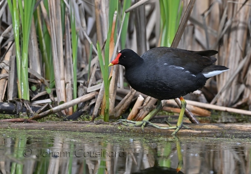 Gallinule d'Amérique - Gallinula galeata