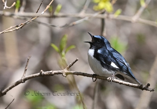 Paruline bleue - Dendroica caerulescens
