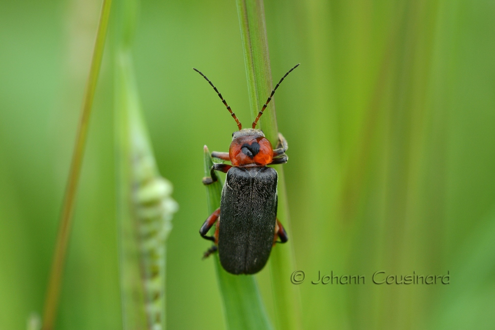 Moine - Cantharis rustica