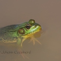 Ouaouaron - Lithobates catesbeianus DSF_4646.jpg