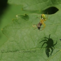 Araignée concombre - Araniella cucurbitina