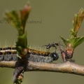 Chenille gazé - Aporia crataegi