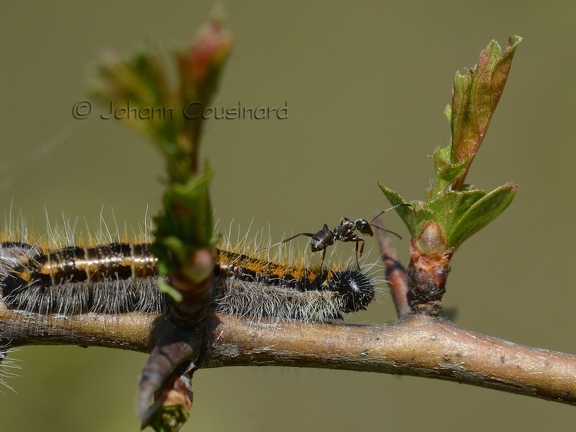 Chenille gazé - Aporia crataegi