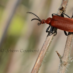 Cardinal à tête rouge - Pyrochroa serraticornis