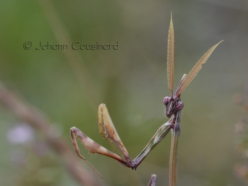 Empuse - Empusa pennata