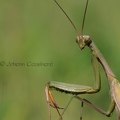 Mante religieuse - Mantis religiosa