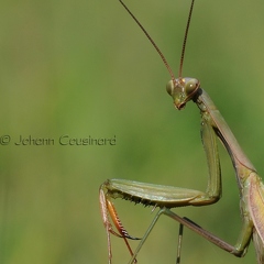 Mante religieuse - Mantis religiosa