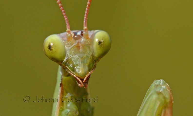 Mante religieuse - Mantis religiosa DSH_4721.jpg