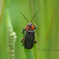 Moine - Cantharis rustica