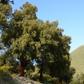 Chêne liège - Quercus suber