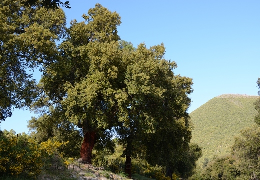 Chêne liège - Quercus suber