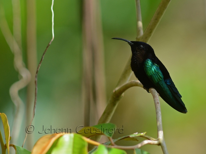 Colibri madère - Eulampis jugularis