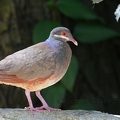 Colombe à croissant - Geotrygon mystacea