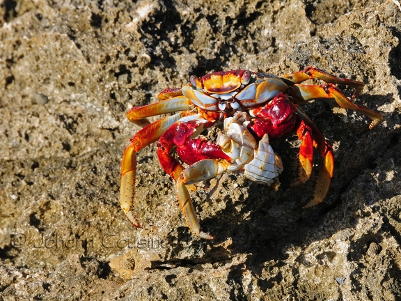 Crabe violoniste - Uca pugilator