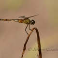 Erythrodiplax ombré - Erythrodiplax umbrata DSF_6710.jpg